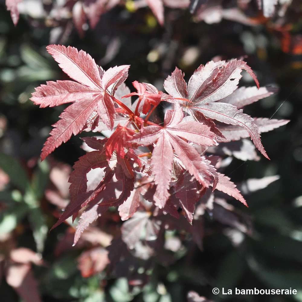 Acer Palmatum Skeeter's Broom :C7L H.60/80cm – Image 3