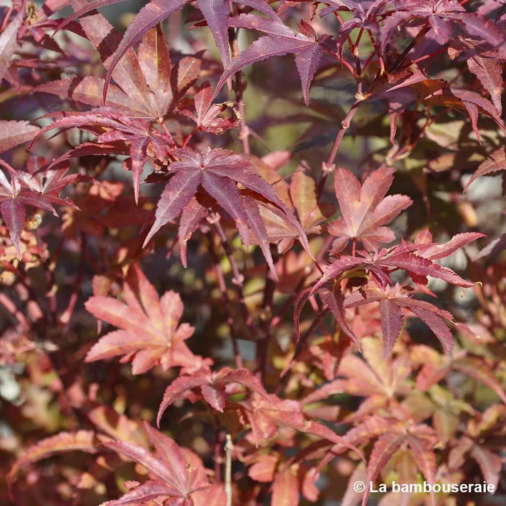 Acer Palmatum Skeeter's Broom :C7L H.60/80cm – Image 4