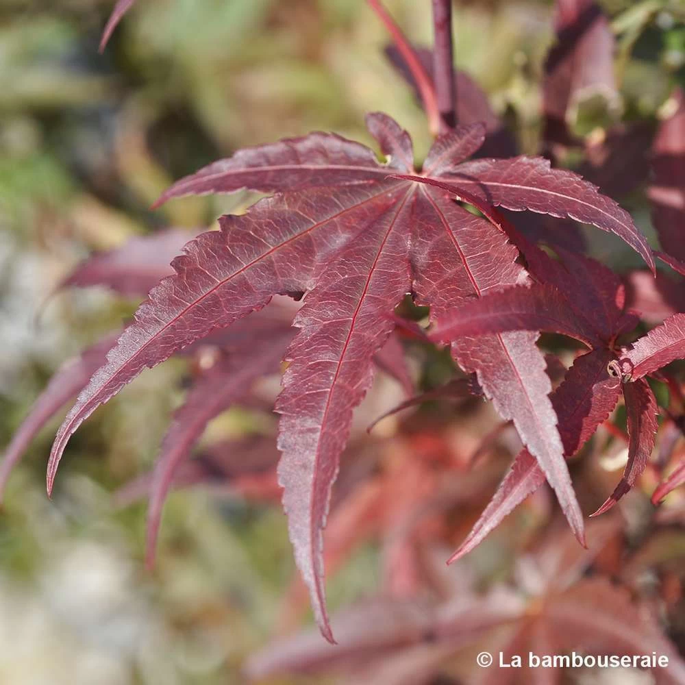 Acer Palmatum Skeeter's Broom :C7L H.60/80cm – Image 2