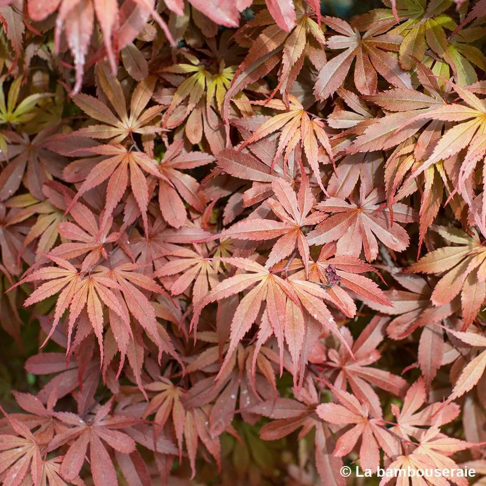 Acer Palmatum Skeeter's Broom :C7L H.60/80cm – Image 5