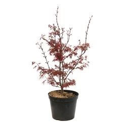 Acer Palmatum Skeeter's Broom :C7L H.60/80cm