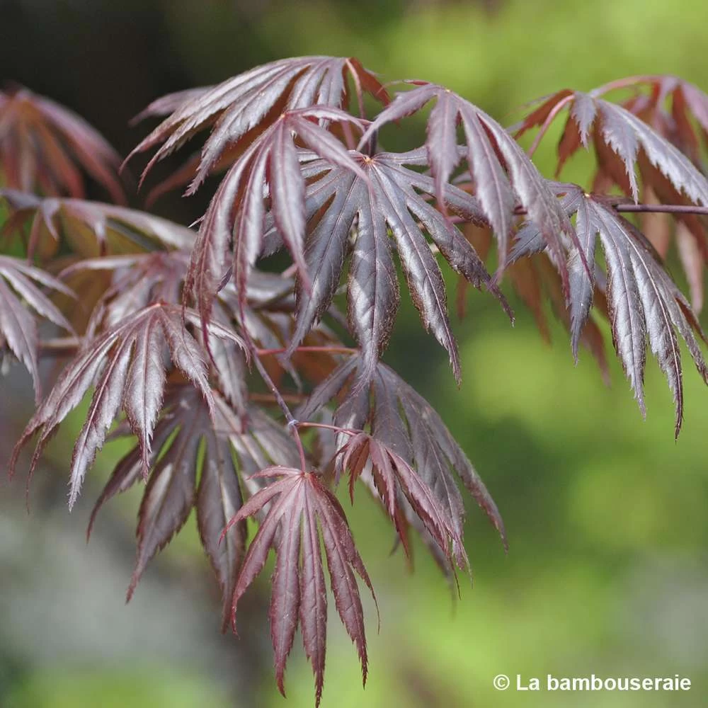 Acer Palmatum Trompenburg :C7L H.60/80cm – Image 3