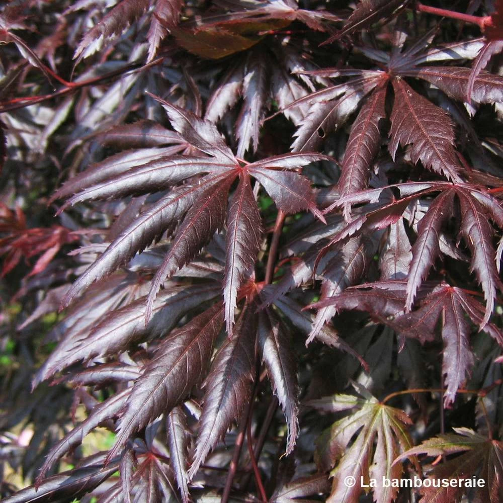 Acer Palmatum Trompenburg :C7L H.60/80cm – Image 4