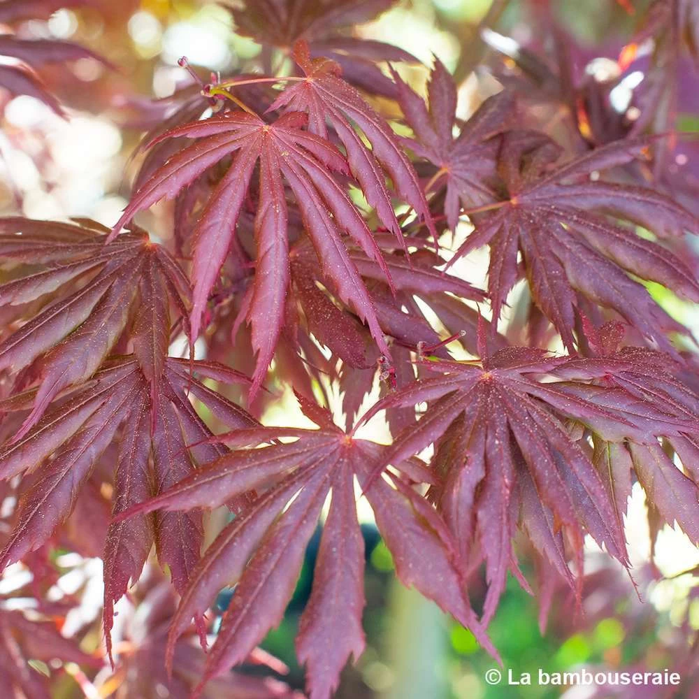 Acer Palmatum Trompenburg :C7L H.60/80cm – Image 5