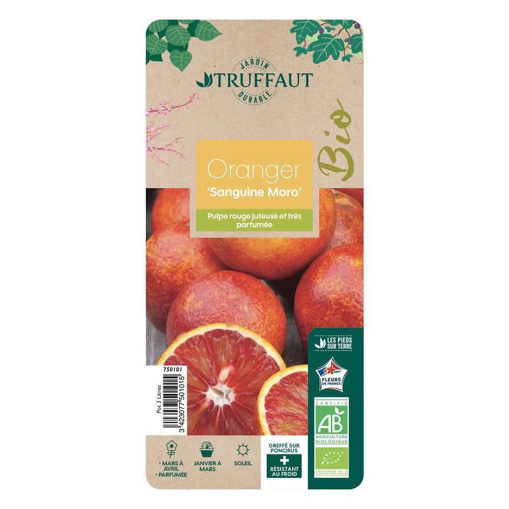 Oranger Moro : AB C3L