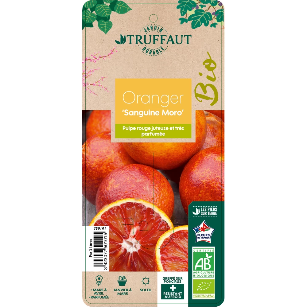 Oranger Moro : AB C3L – Image 2