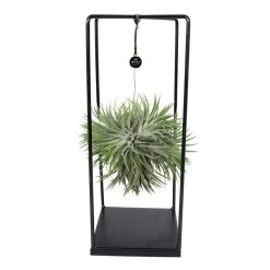 Tillandsia Et Son Support En Cube - H35cm, ø20cm - Plante D'intérieur Tombante
