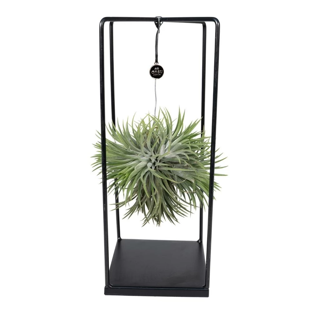 Tillandsia Et Son Support En Cube - H35cm, ø20cm - Plante D'intérieur Tombante
