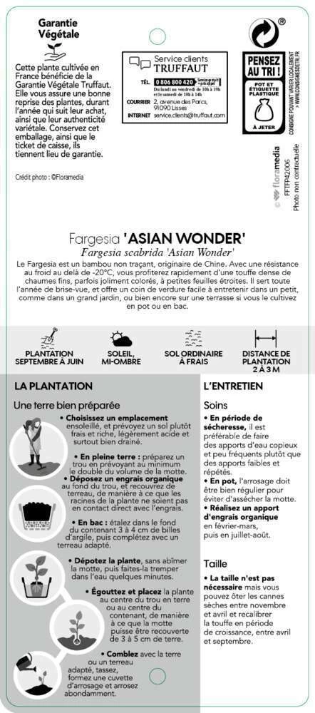 Bambou Non-traçant Fargesia Scabrida 'Asian Wonder': Pot De 5 Litres â Image 3