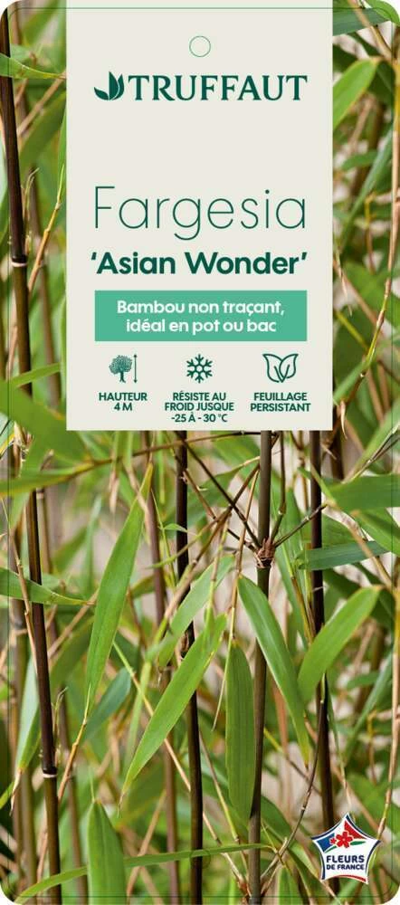Bambou Non-traçant Fargesia Scabrida 'Asian Wonder': Pot De 5 Litres â Image 2