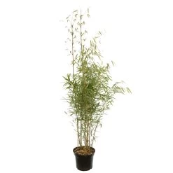 Bambou Non-traçant Fargesia Robusta 'Campbell': Pot De 12 Litres