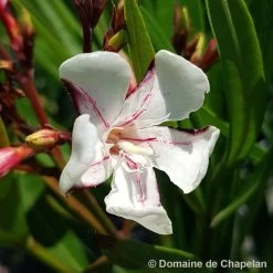 Nerium Oleander Harriet Newding' Pot 5L