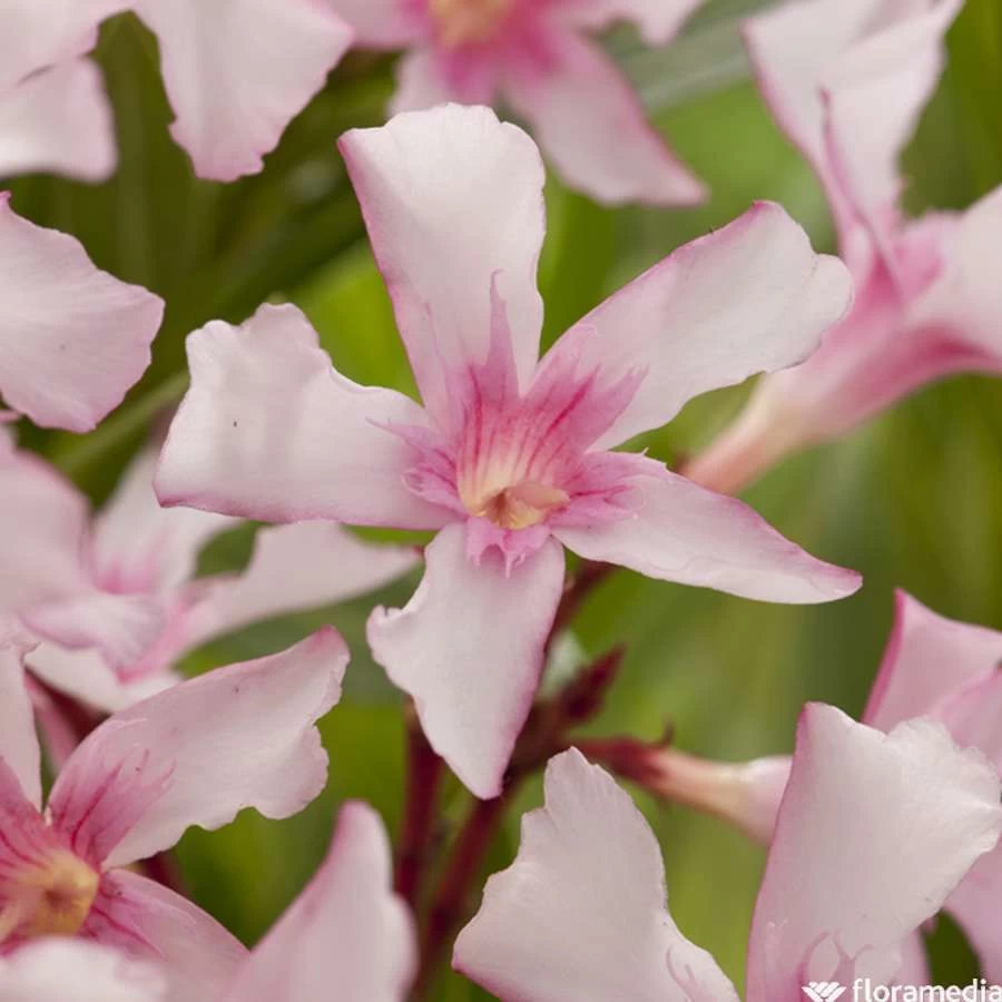 Nerium Oleander Villa Romaine' Pot 5L – Image 3