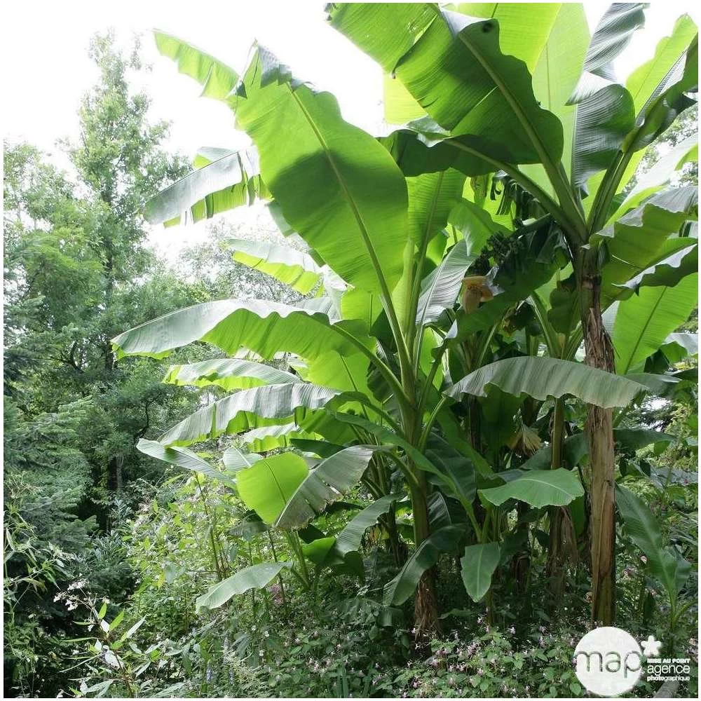 Musa Basjoo : C15L – Image 2