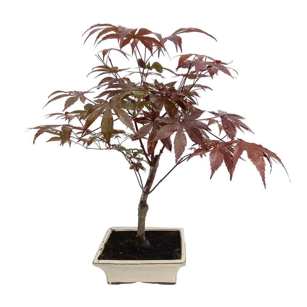 Bonsaï D'extérieur Avec Soucoupe, 8/9 Ans – Image 2