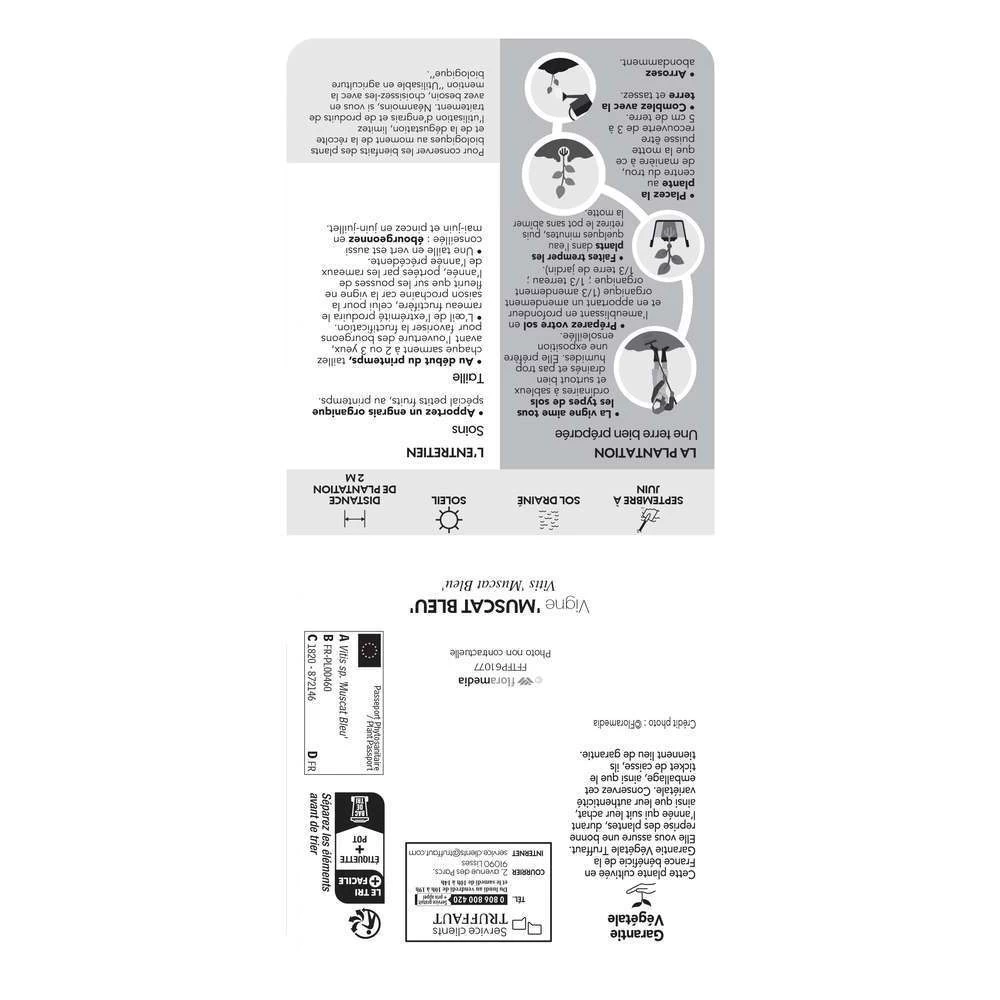 Vigne Muscat Bleu : AB Pot 3L – Image 3