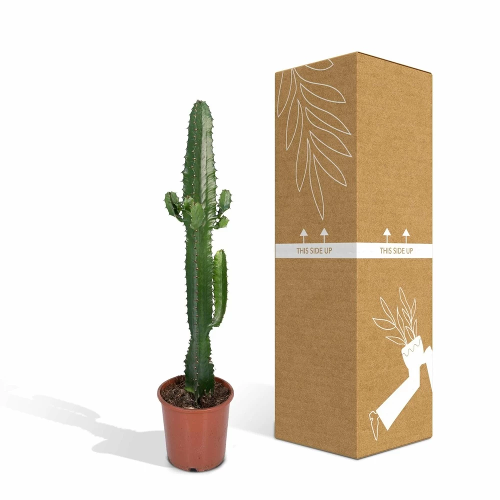 Euphorbia Acrurensis - H50cm, ø17cm - Grande Plante D'intérieur – Image 5