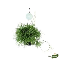 Rhipsalis Oasis, Suspension D17cm