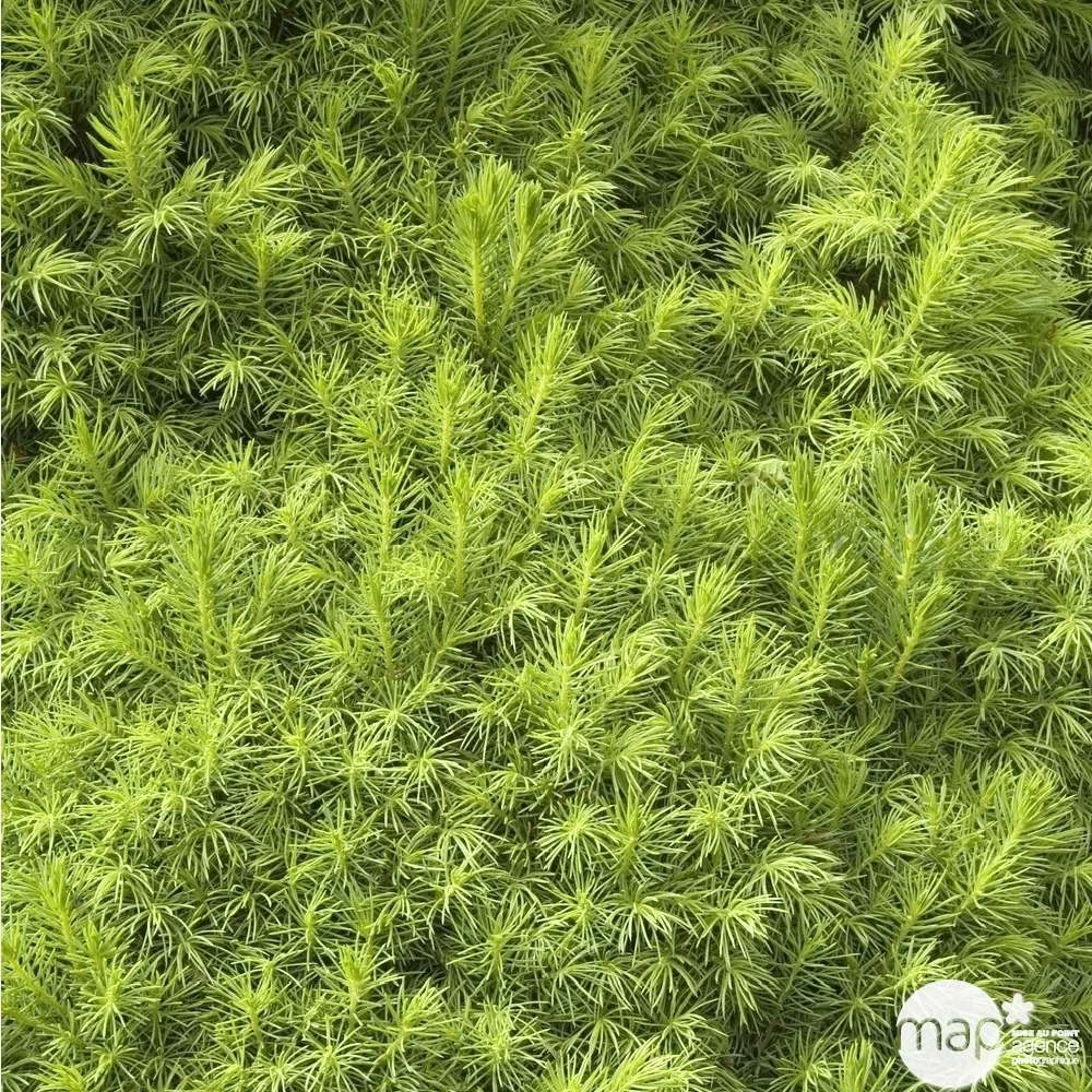 Sapinette Blanche (Picea Glauca) 'Conica' 50/60 : Pot 5L – Image 2