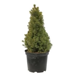 Sapinette Blanche (Picea Glauca) 'Conica' 50/60 : Pot 5L