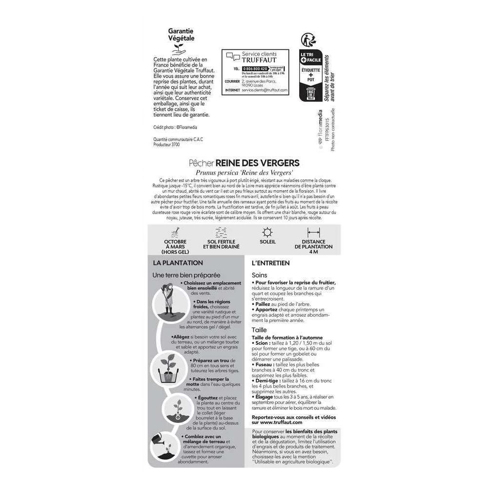 Pêcher Reine Des Vergers Bio, Gobelet 2 Ans – Image 2