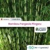 50 X Bambou Fargesia Pingwu En Pot De 5 L
