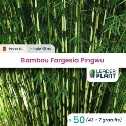50 X Bambou Fargesia Pingwu En Pot De 5 L