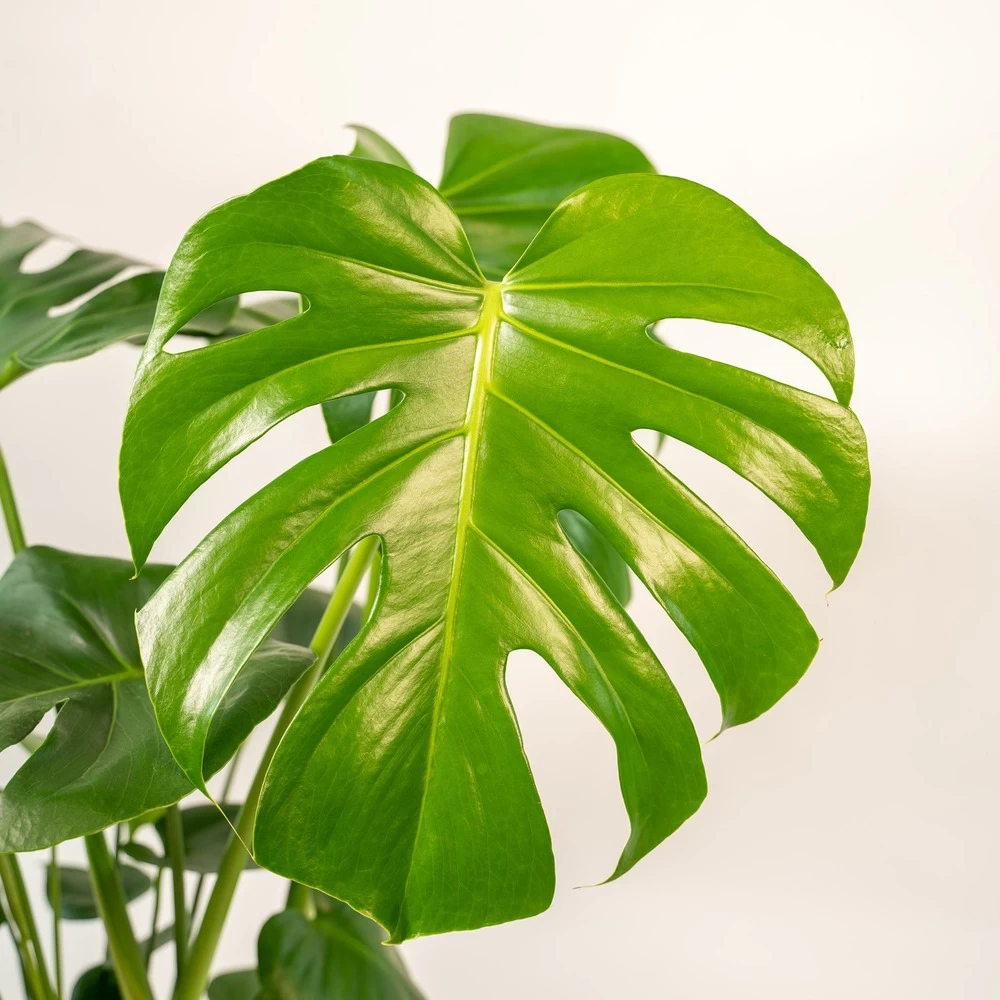 Monstera Deliciosa Et Son Cache-pot Doré - H80cm, ø21cm - Grande Plante D'intérieur – Image 3