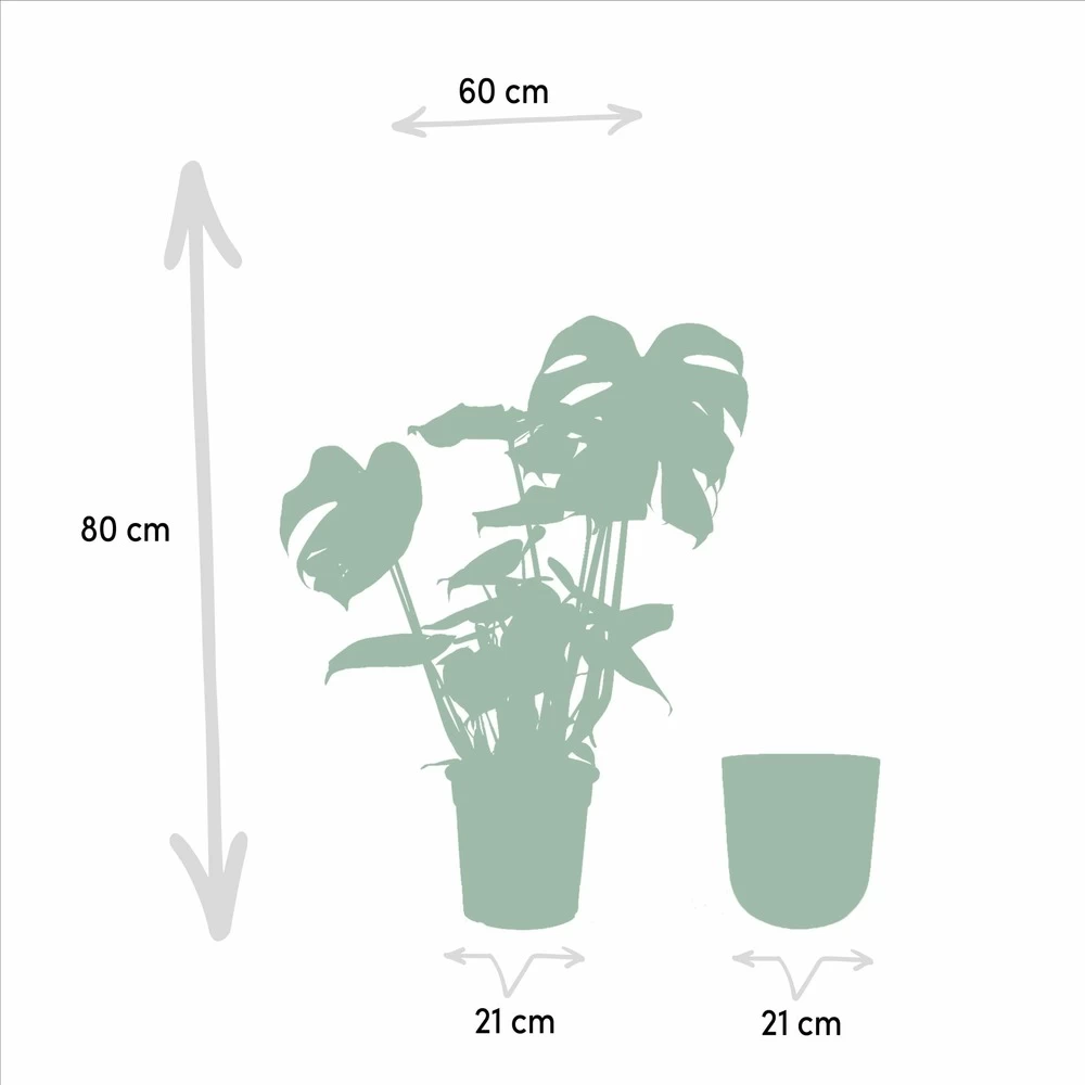 Monstera Deliciosa Et Son Cache-pot Doré - H80cm, ø21cm - Grande Plante D'intérieur – Image 4