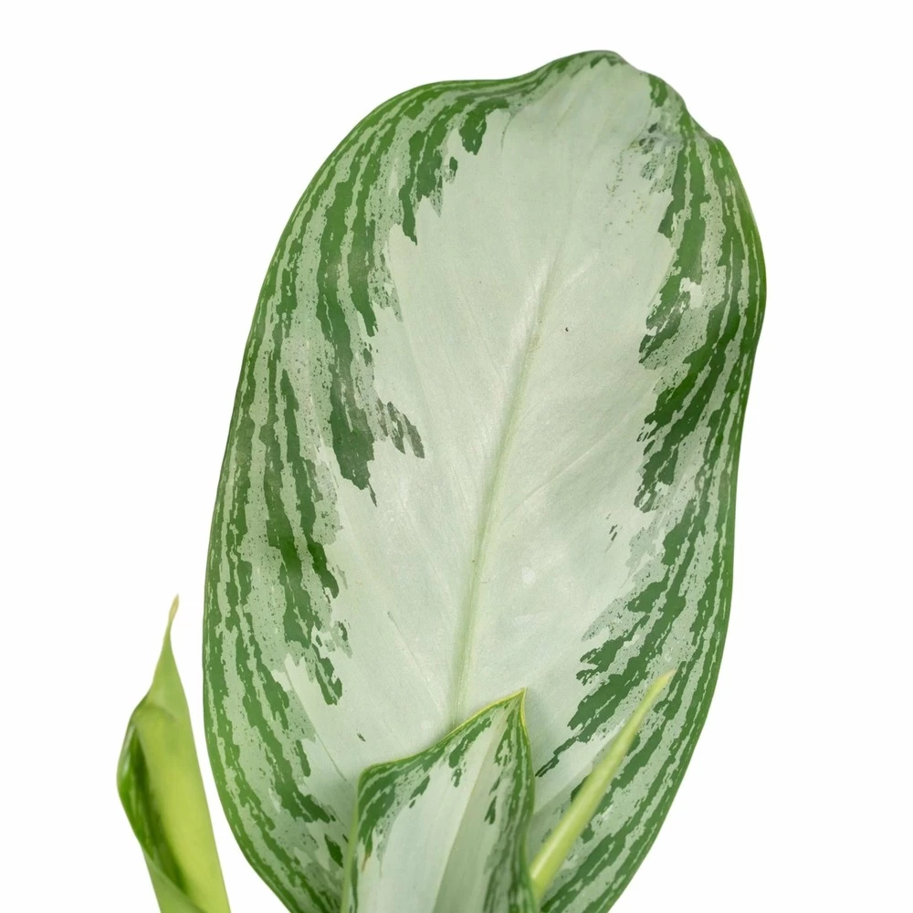 Aglaonema Silver Bay - H55cm, ø17cm - Plante D'intérieur – Image 3