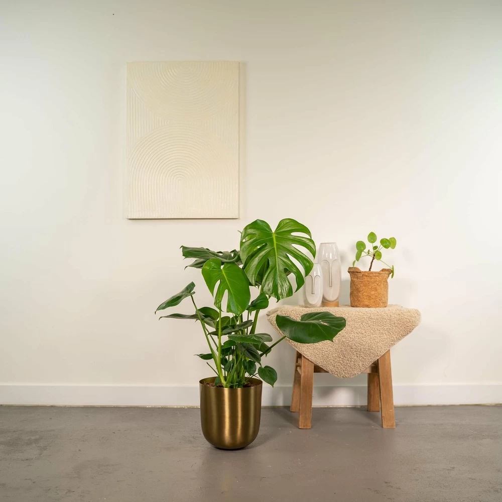 Monstera Deliciosa Et Son Cache-pot Doré - H80cm, ø21cm - Grande Plante D'intérieur – Image 2