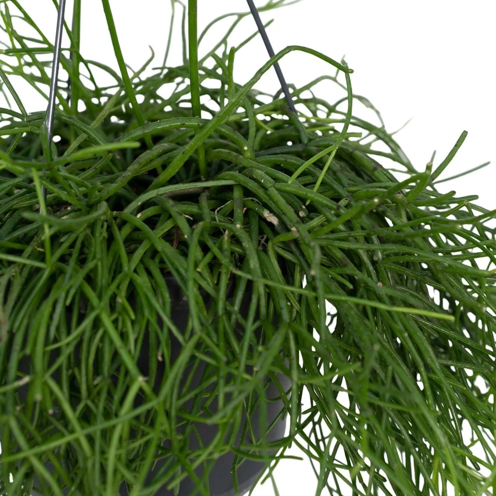 Rhipsalis Baccifera - H30cm, ø12cm - Plante D'intérieur Tombante – Image 2