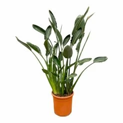Strelitzia Reginae Xl - H160cm, ø35cm - Très Grande Plante D'intérieur