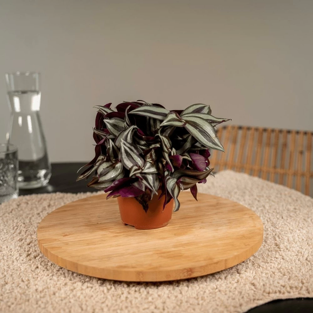 Box 3 Plantes D'intérieur - H20cm, ø12cm - Plantes D'intérieur – Image 2