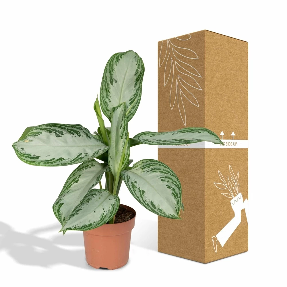 Aglaonema Silver Bay - H55cm, ø17cm - Plante D'intérieur – Image 5