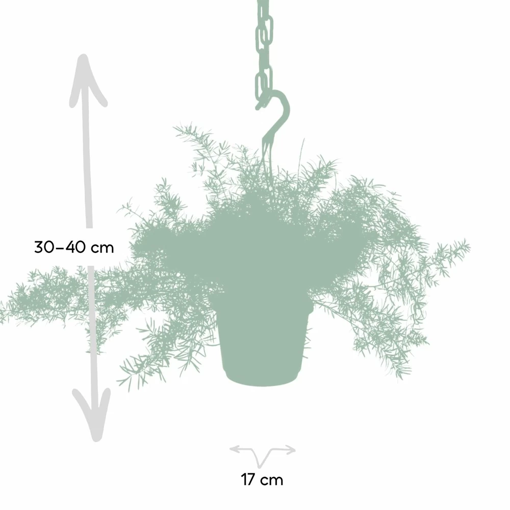 Asparagus Sprengeri Hang - H35cm, ø17cm - Plante D'intérieur Tombante – Image 3