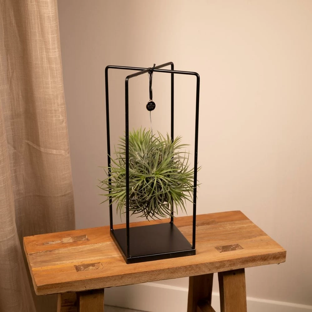 Tillandsia Et Son Support En Cube - H35cm, ø20cm - Plante D'intérieur Tombante – Image 2