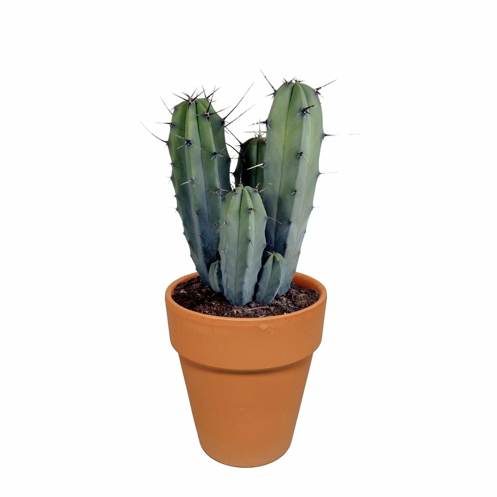 Myrtillocactus Et Son Cache-pot En Terracotta - H40cm, ø17cm - Plante D'intérieur – Image 5