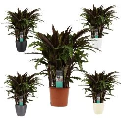 Plante D'ombrage Aux Feuilles Rouge-vert - Calathea Rufibarba Elgegrass - Pot De 17cm - Environ 65-70cm De Haut