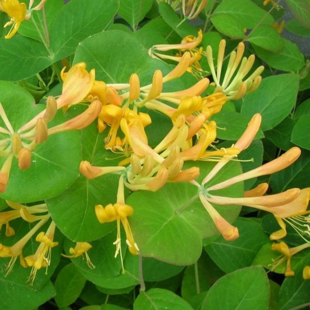 Chèvrefeuille De Tellmann - Lonicera Tellmaniana 3l