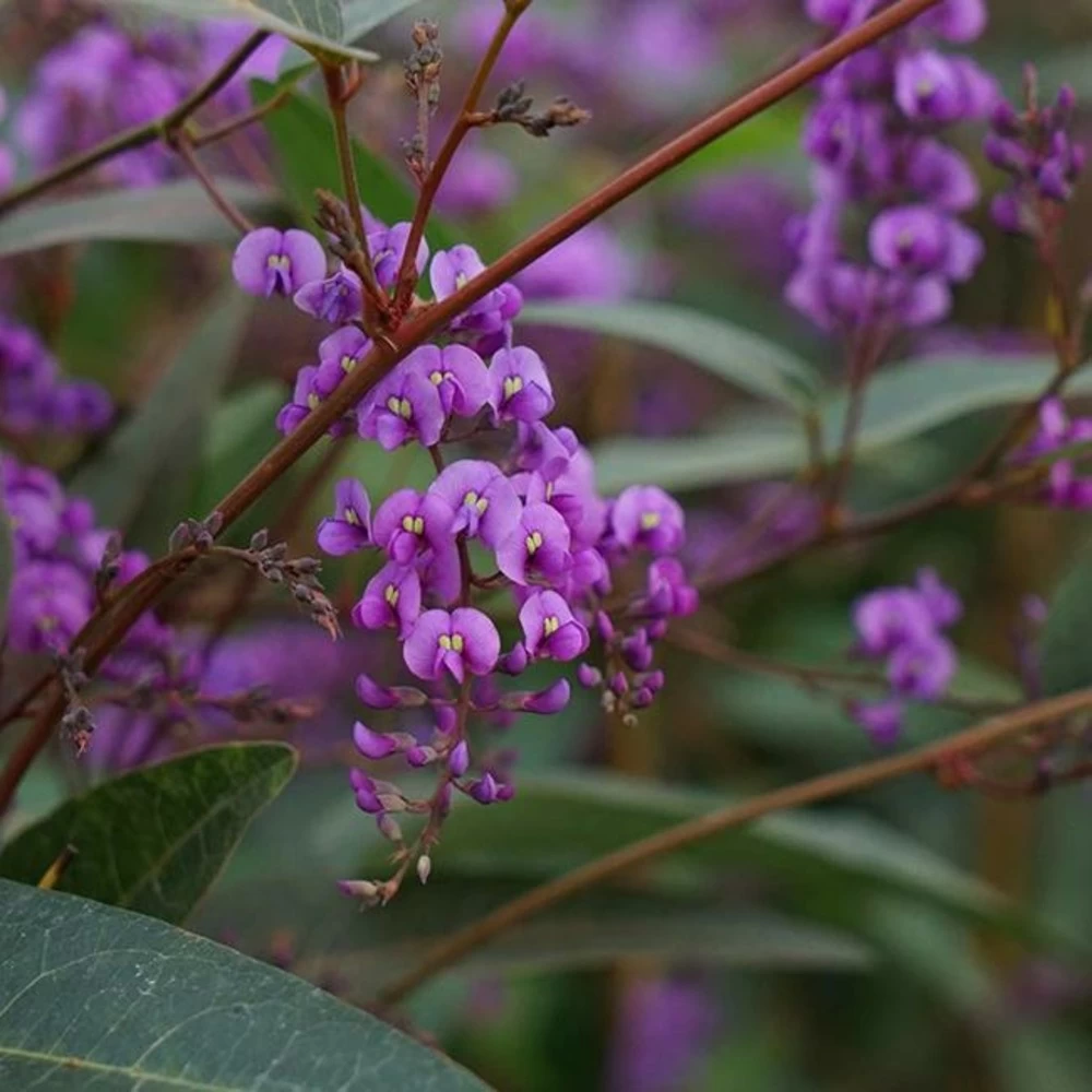 Hardenbergia Violacea - Hardenbergia Violacea 3l