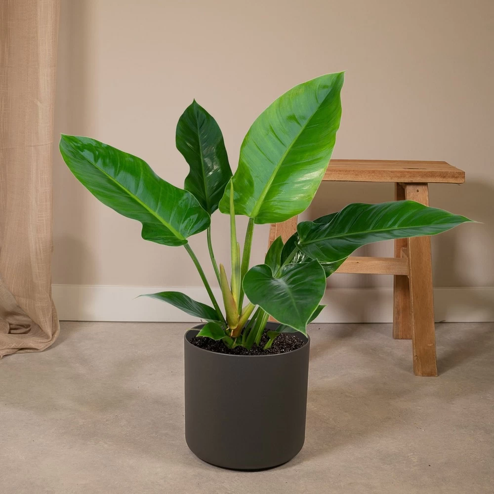 Philodendron Imperial Green - H65cm - ø19cm - Plante D'intérieur – Image 2