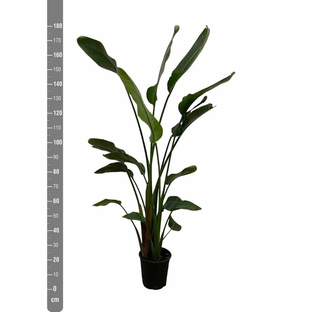 Strelitzia Nicolai Xxl - H180cm, ø24cm - Très Grande Plante D'intérieur – Image 3