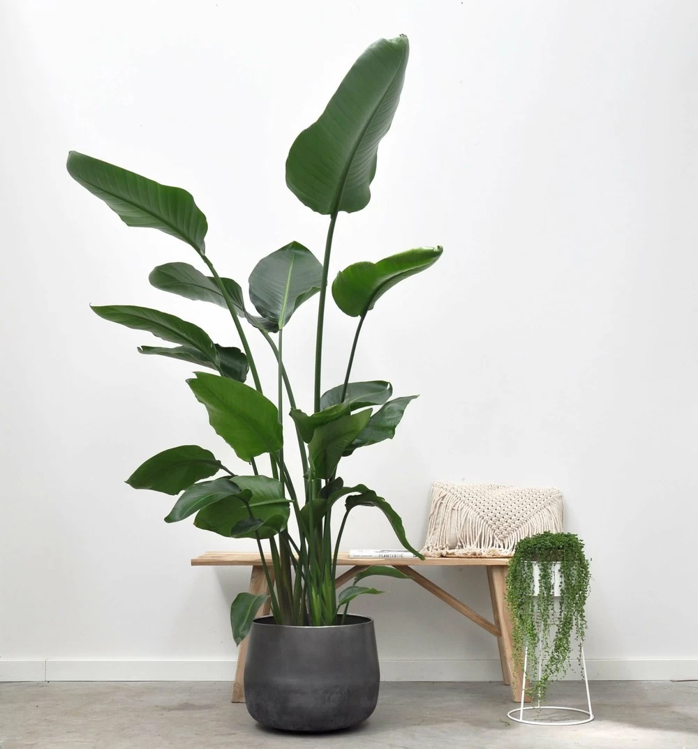 Strelitzia Nicolai Xxl - H180cm, ø24cm - Très Grande Plante D'intérieur – Image 2