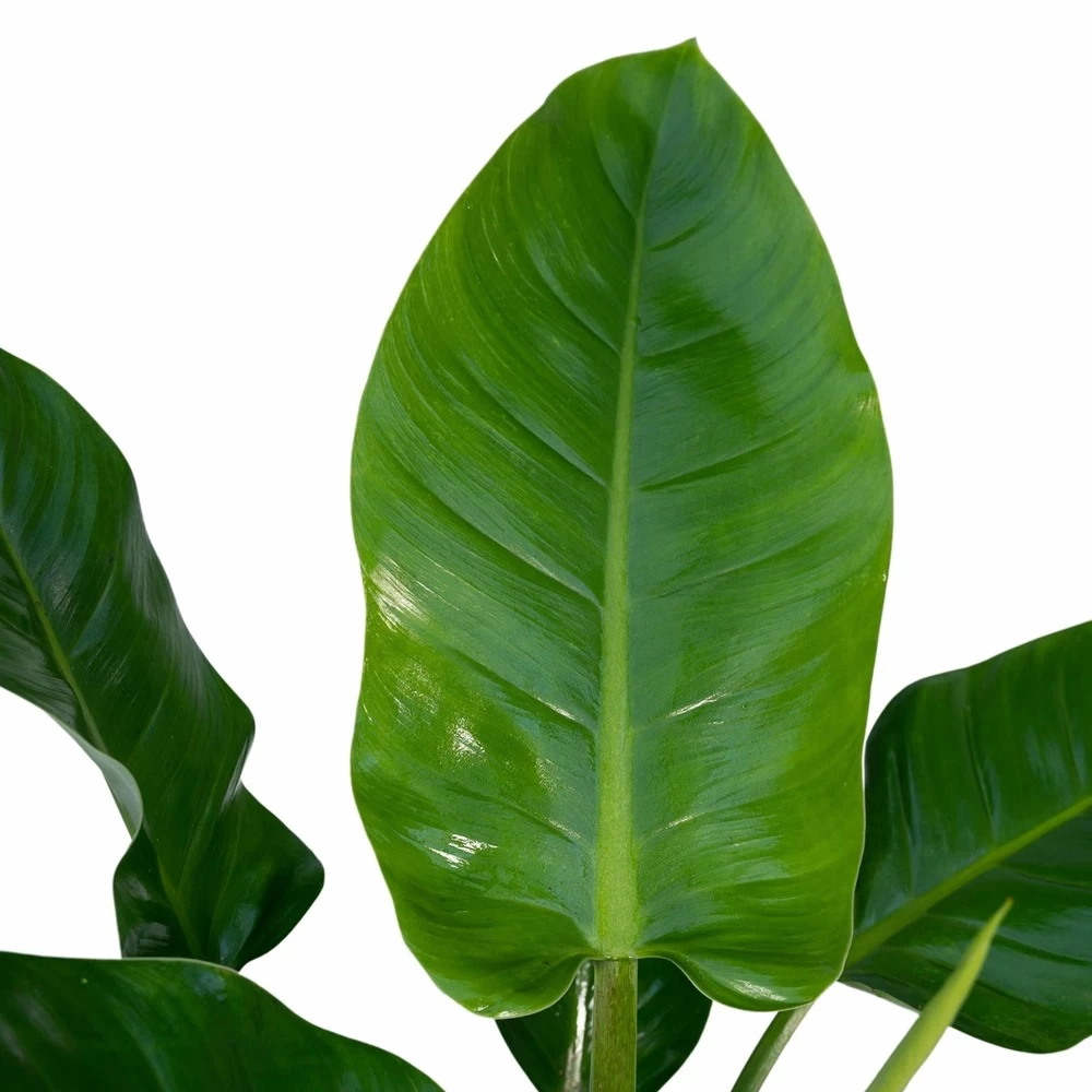 Philodendron Imperial Green - H65cm - ø19cm - Plante D'intérieur – Image 3