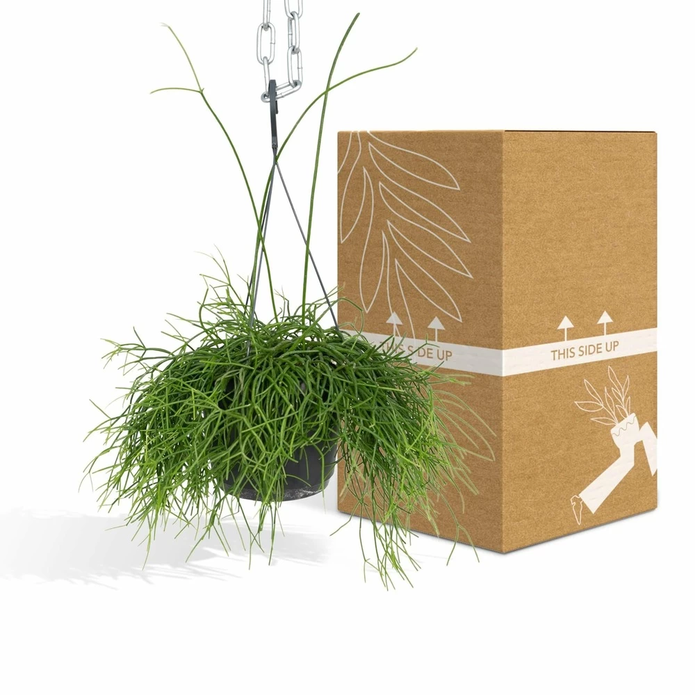 Rhipsalis Baccifera - H30cm, ø12cm - Plante D'intérieur Tombante – Image 4