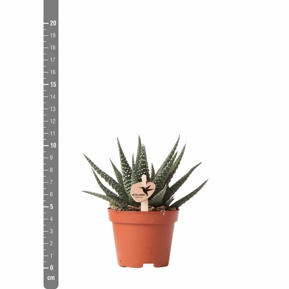 Haworthia - H11cm, ø6cm - Plante D'intérieur – Image 4