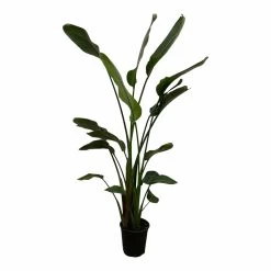 Strelitzia Nicolai Xxl - H180cm, ø24cm - Très Grande Plante D'intérieur