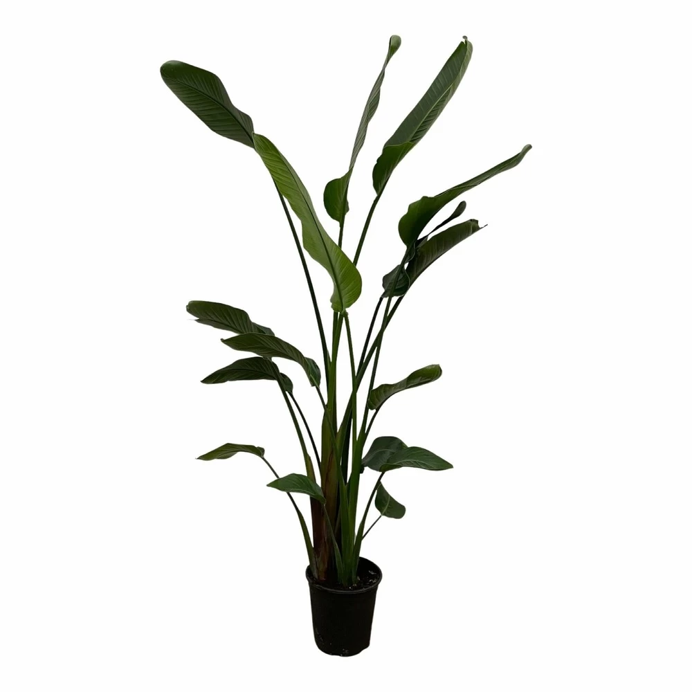Strelitzia Nicolai Xxl - H180cm, ø24cm - Très Grande Plante D'intérieur